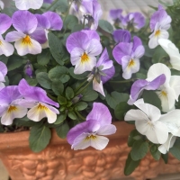 Rosemary