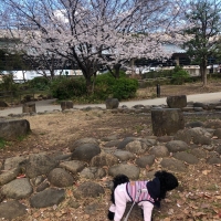 フラワーチェル