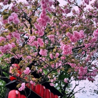 Pomme（ポム）