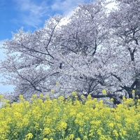 アトリエPine Hill