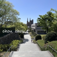 chou chou