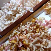 みきぼう～Sucre～