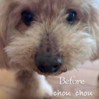 chou chou