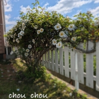 chou chou