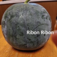 Ribon Ribon