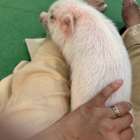 lecuneige（ルクネージュ）