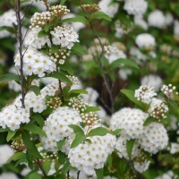 La Belle Vie(ラ べルヴィ）