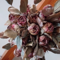 みきぼう～Sucre～