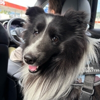 InfiniRose(アンフィニローズ）