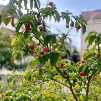 cloche (クロチェ)