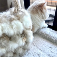 Nanairo（なないろ）