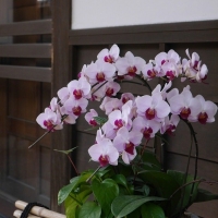 La Belle Vie(ラ ...