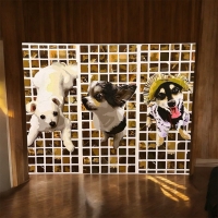 Lady Kelly（レディーケリー）