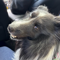 InfiniRose(アンフィニローズ）