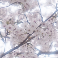 trois epi（ﾄﾛﾜｴﾋﾟ）