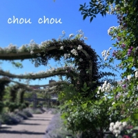 chou chou